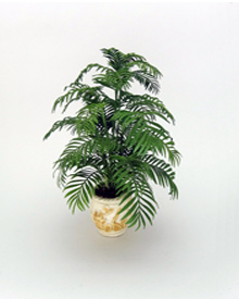 12th scale bushy Kentia Palm (image for) 12th scale bushy Kentia Palm